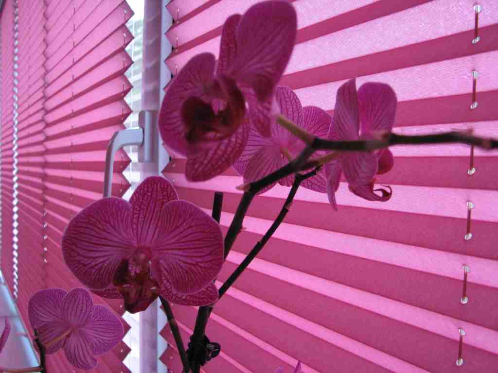 Плиссе стандартных форм